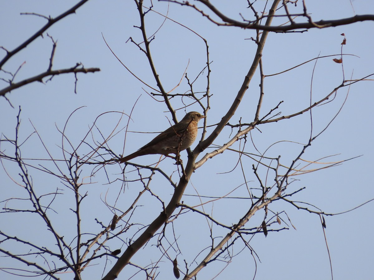 Grive de Naumann - ML646505098