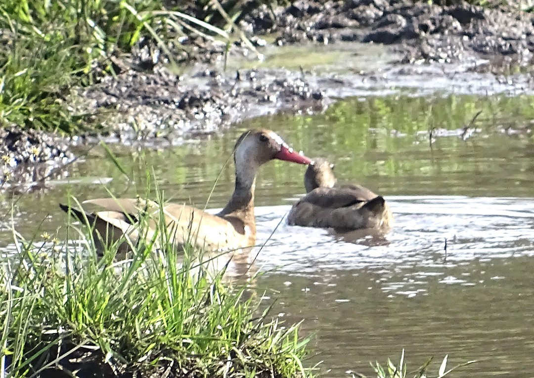 Canard amazonette - ML646505099