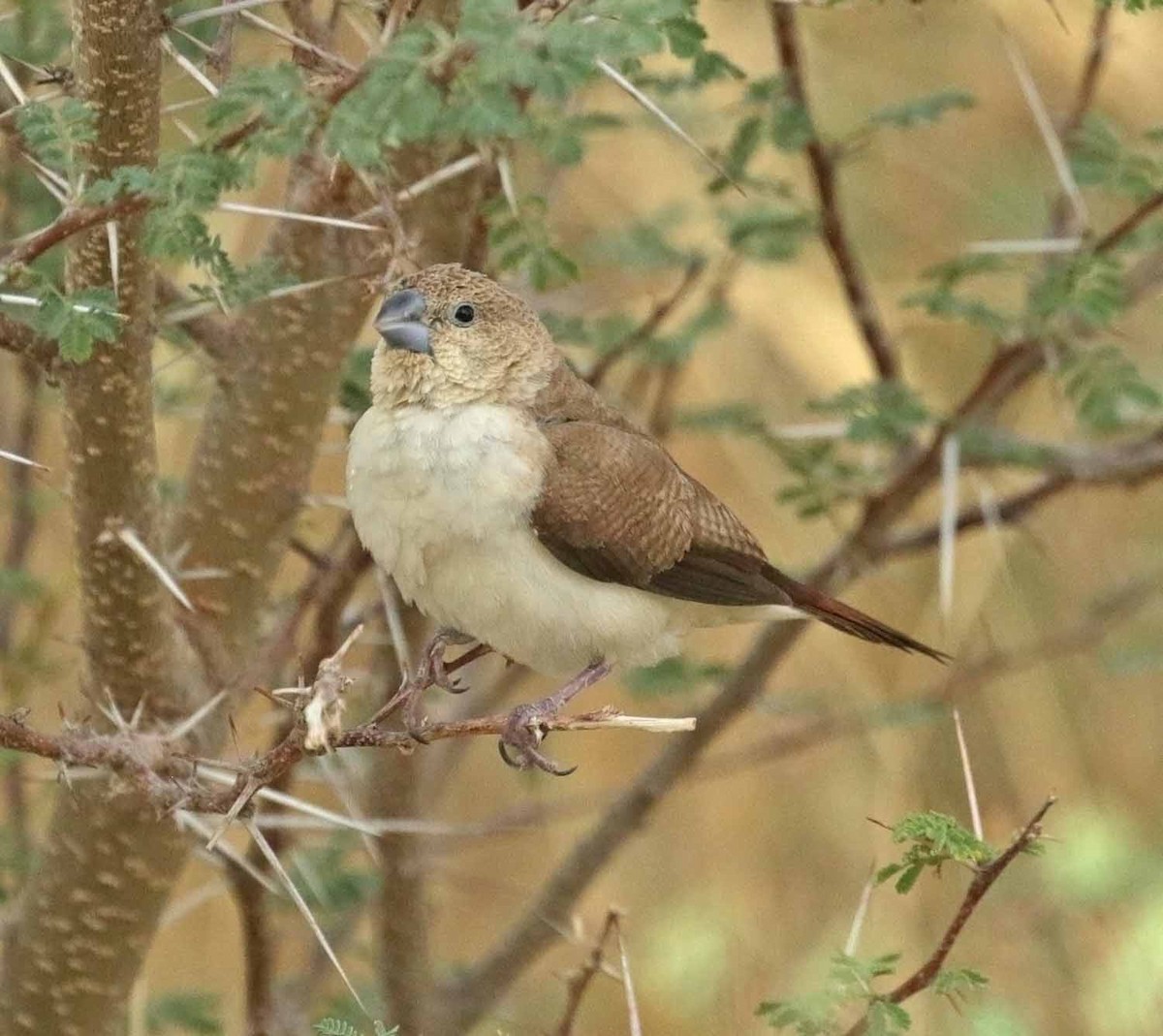 Capucin bec-d'argent - ML646505102