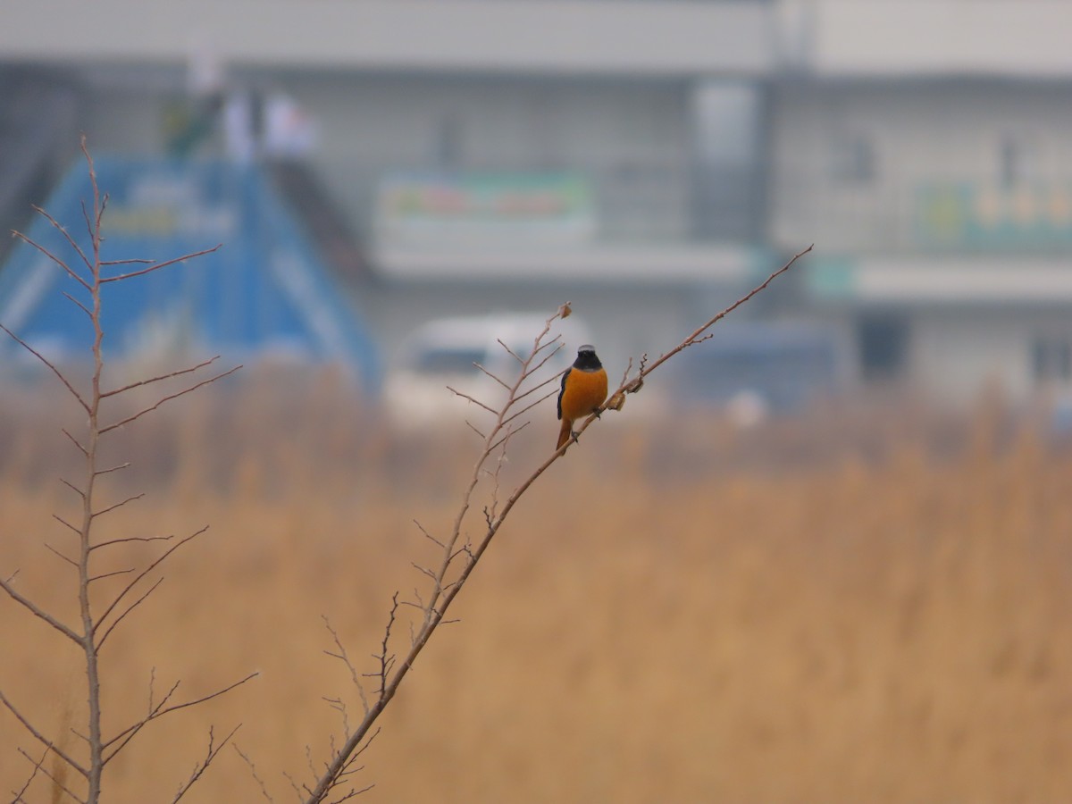 Rougequeue aurore - ML646505109