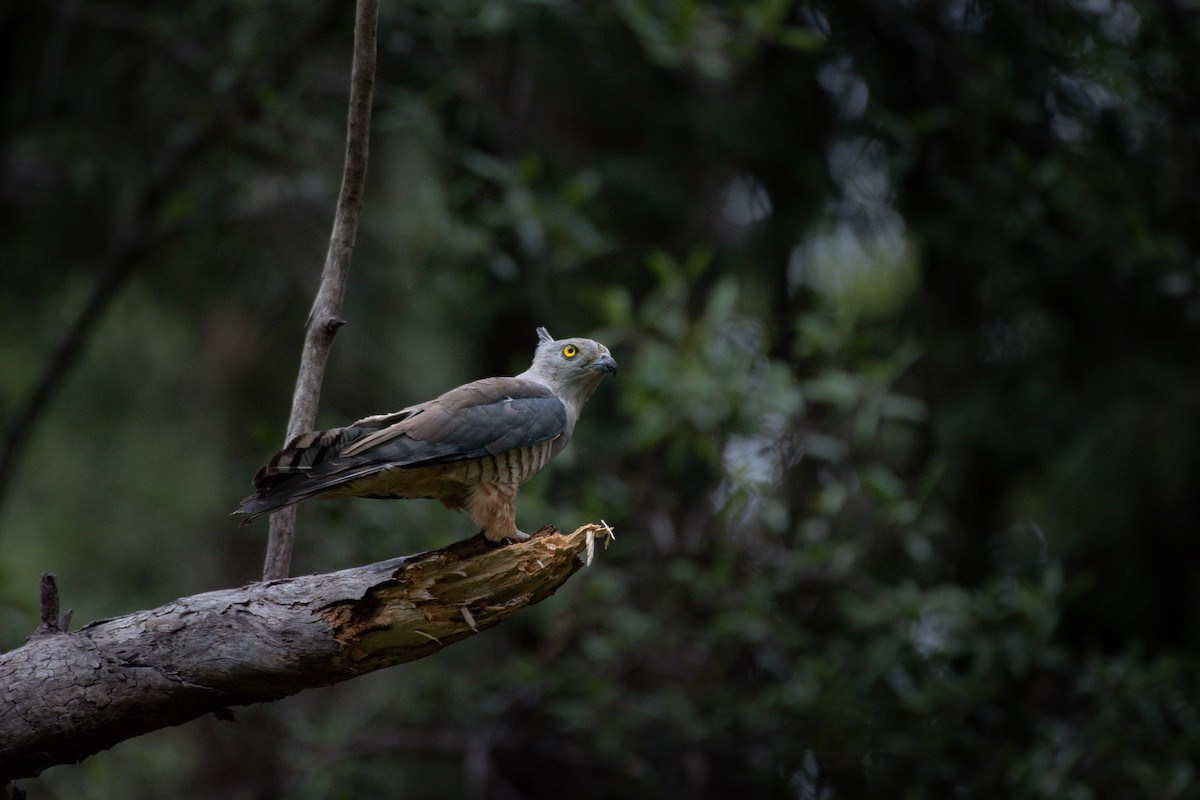 Baza huppé - ML646505110