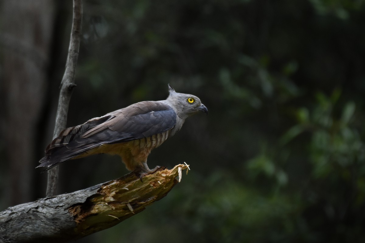 Baza huppé - ML646505111