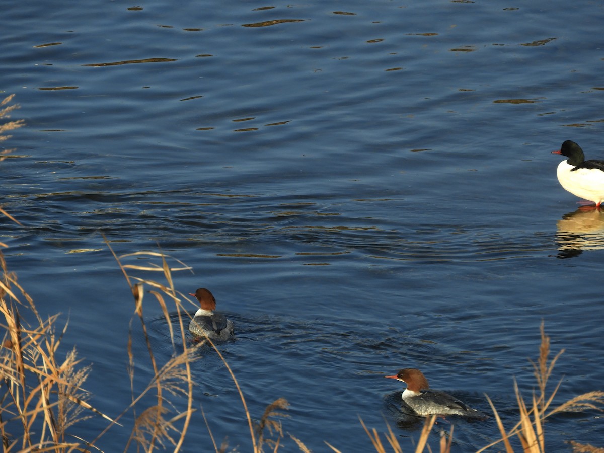 Grand Harle - ML646505114