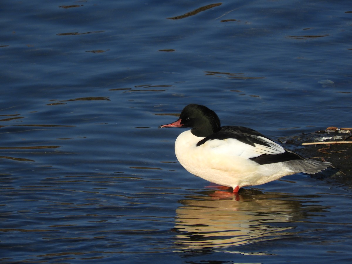 Grand Harle - ML646505115