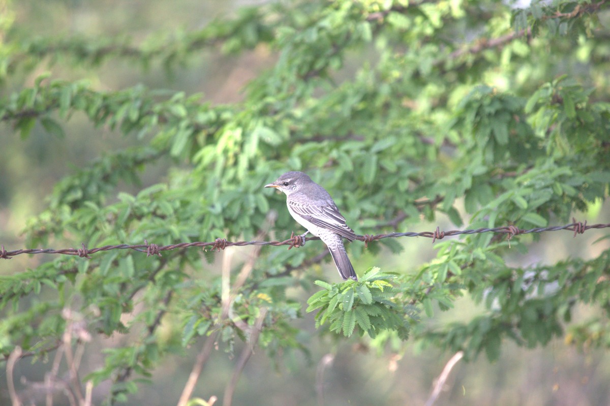 svarthodelarveeter - ML646505125