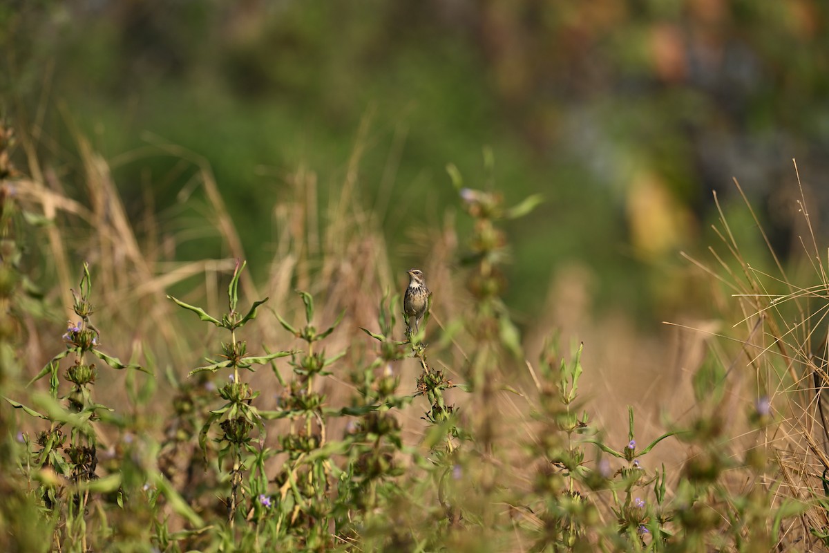 Варакушка - ML646505130