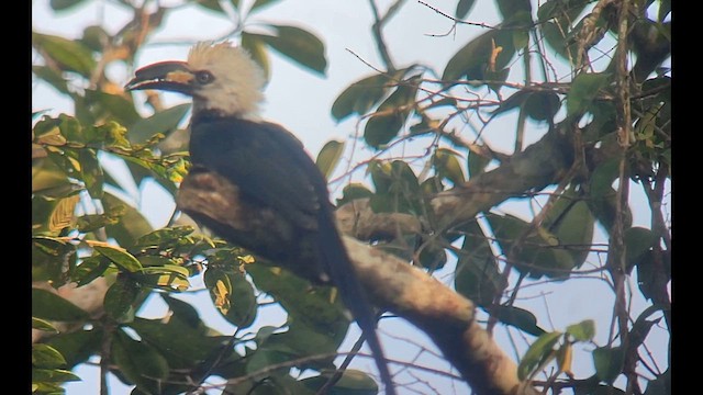 Western Long-tailed Hornbill - ML646505132