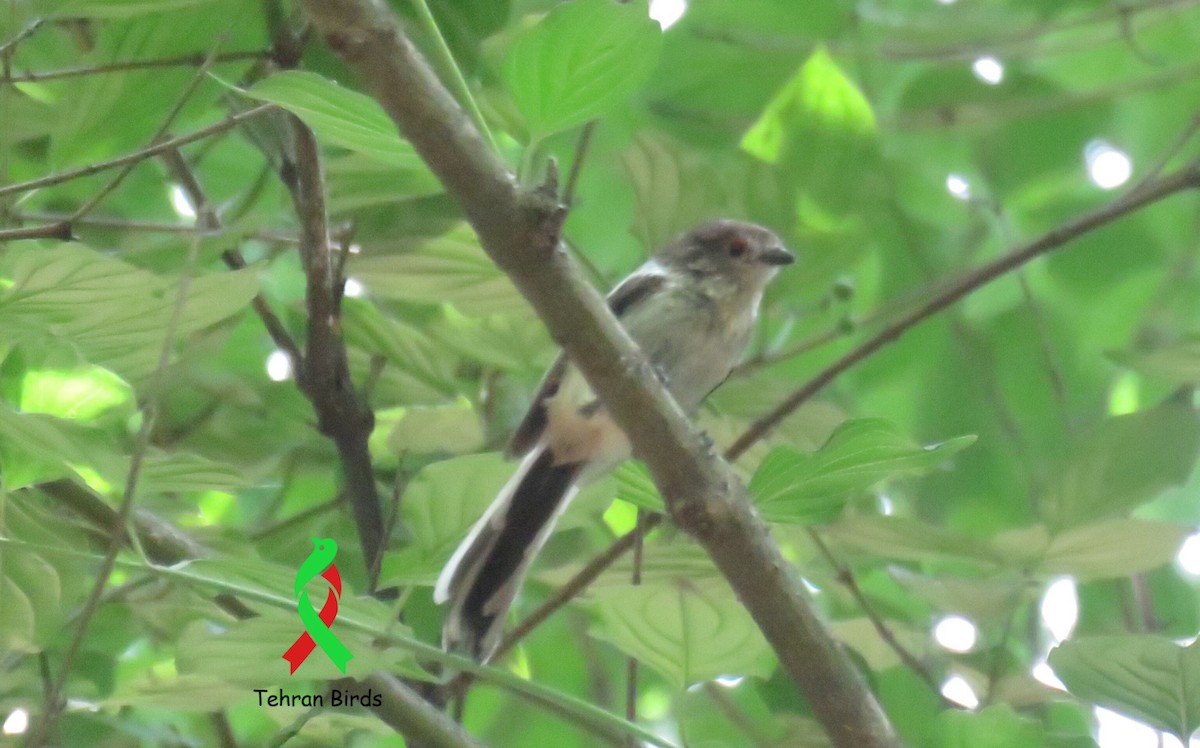 mlynařík dlouhoocasý - ML646505142