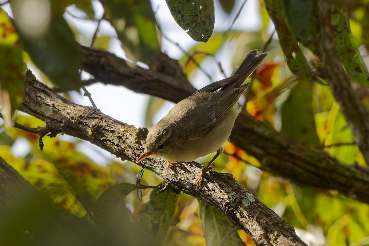 暗綠柳鶯 - ML646505143