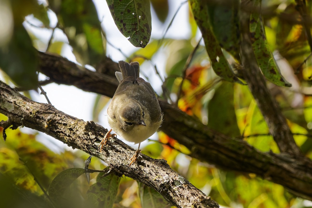 暗綠柳鶯 - ML646505144