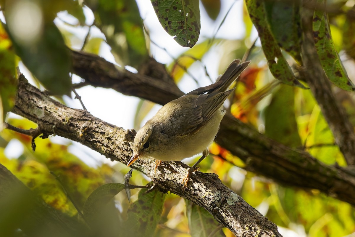 暗綠柳鶯 - ML646505145