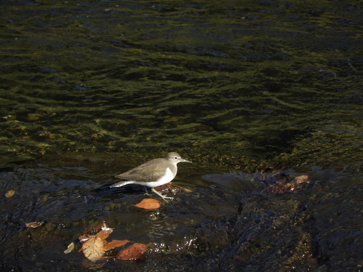 Common Sandpiper - ML646505146
