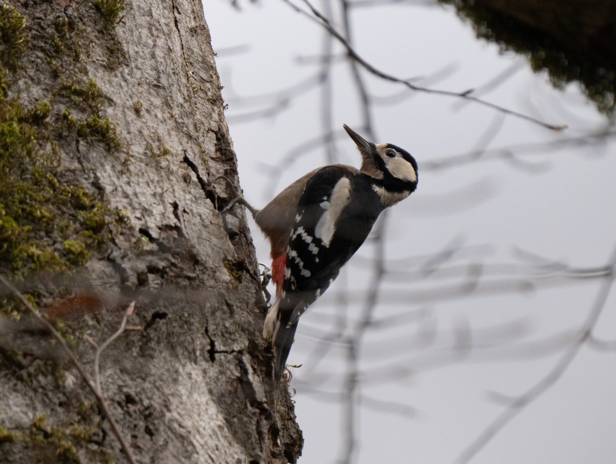 Алаг тоншуул - ML646505147