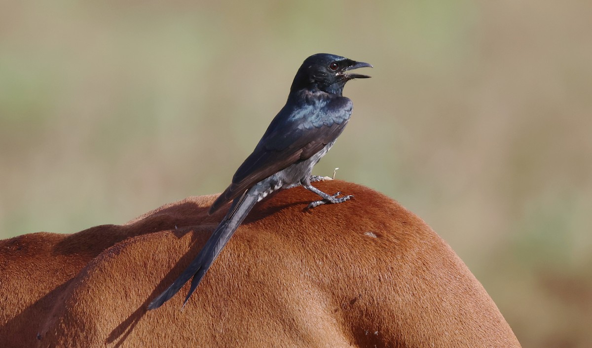 Черный дронго - ML646505148