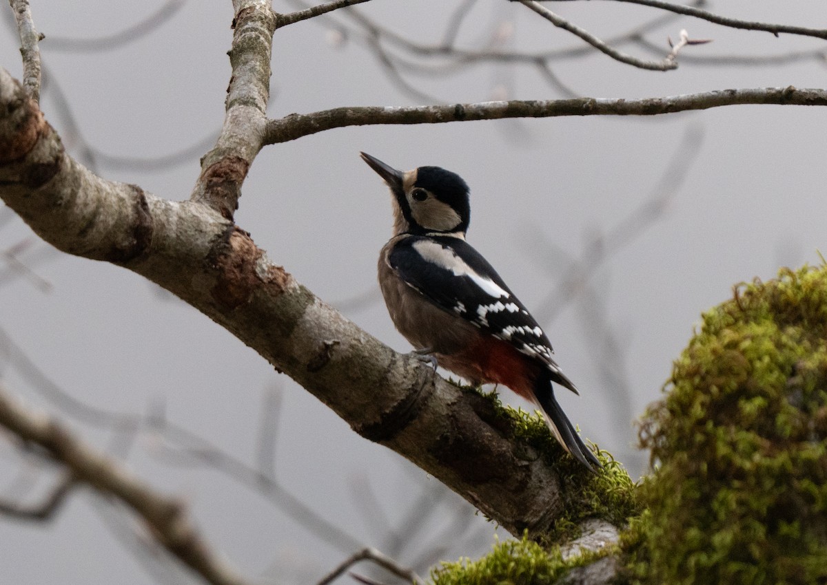 Алаг тоншуул - ML646505149