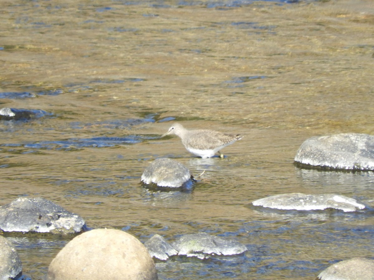 Green Sandpiper - ML646505150