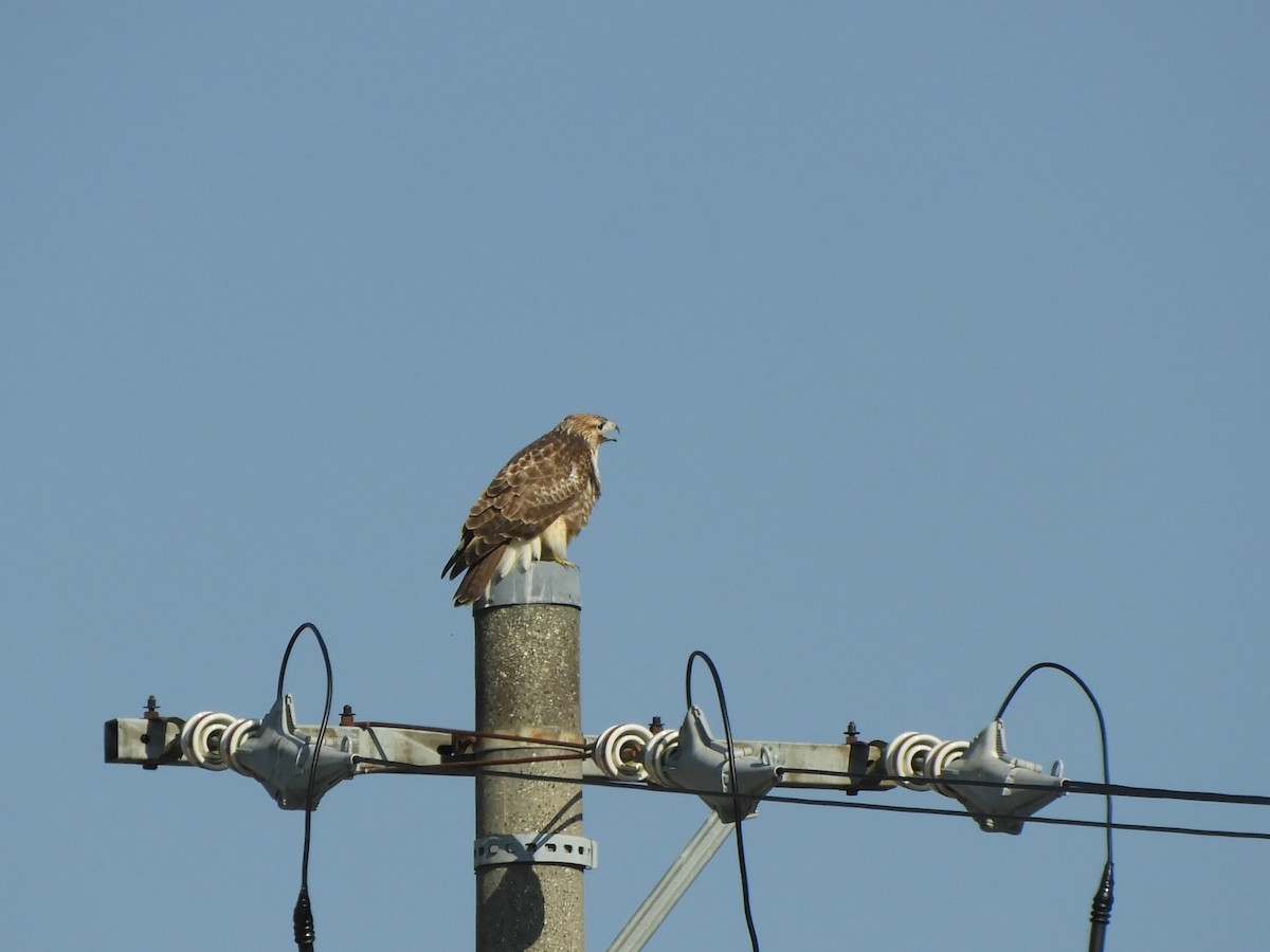 Eastern Buzzard - ML646505151