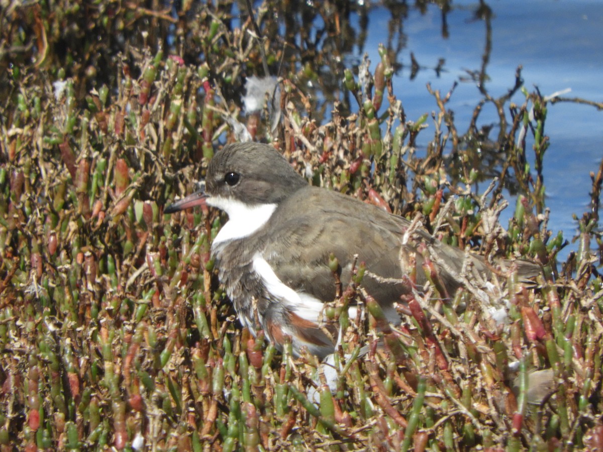 Черногрудый зуёк - ML646505152