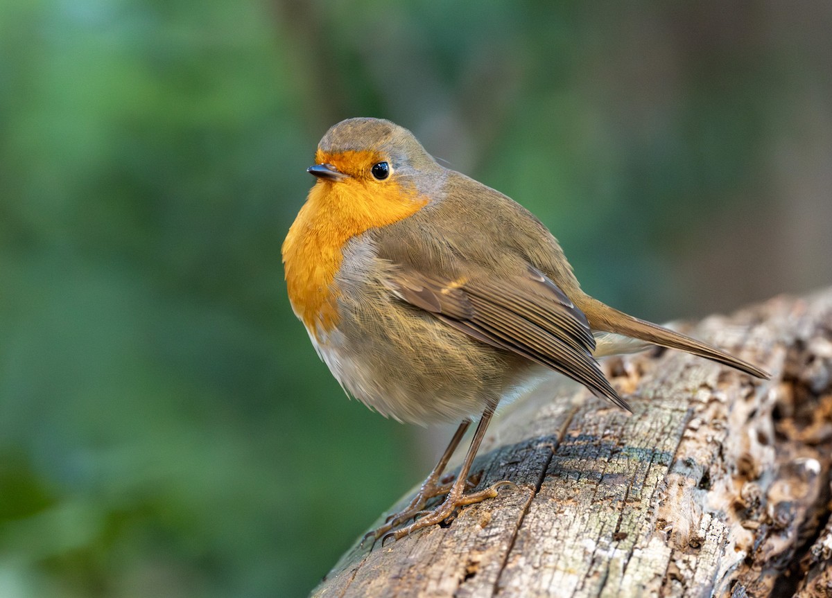 Rotkehlchen - ML646505153