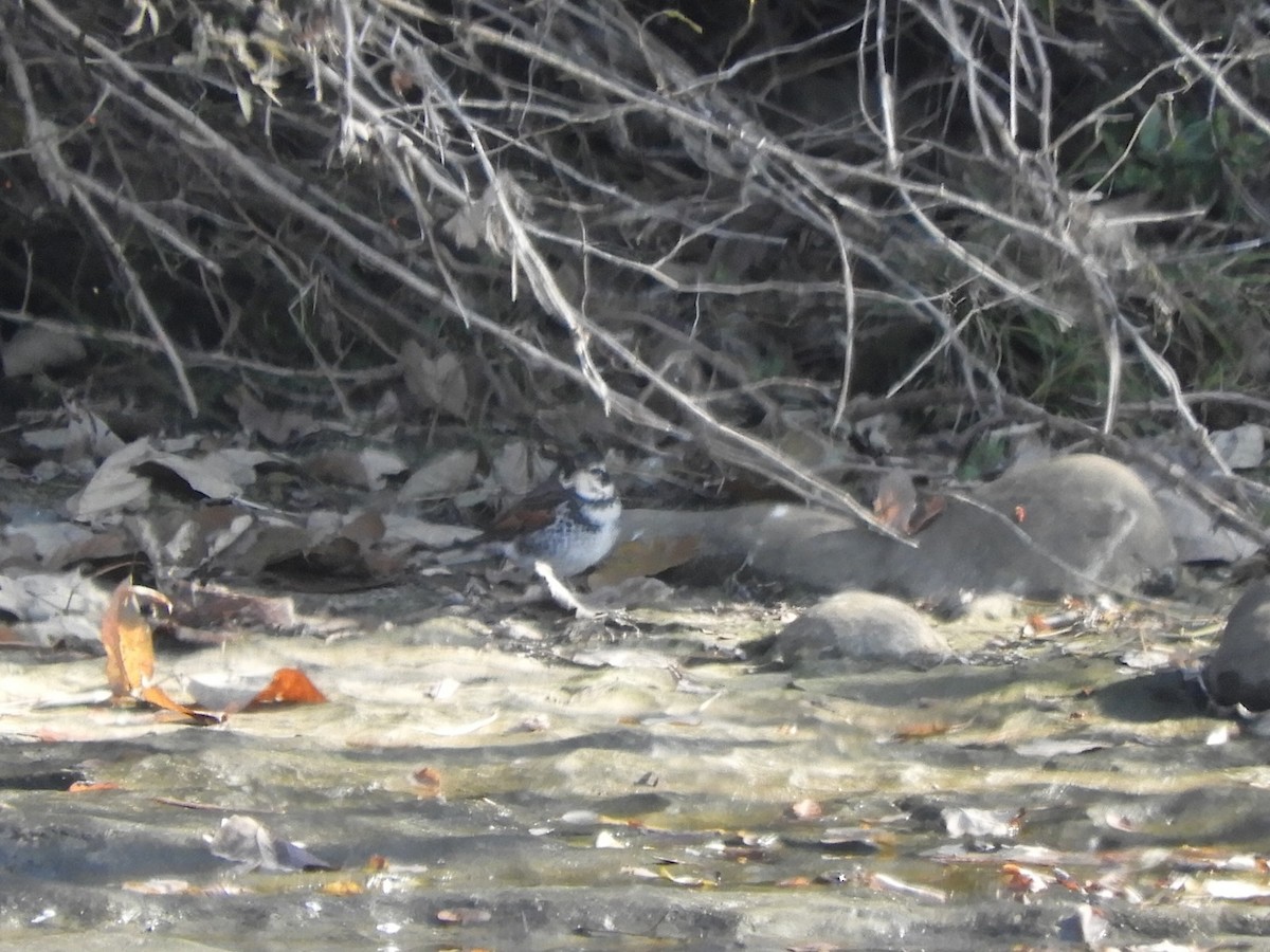 Dusky Thrush - ML646505154