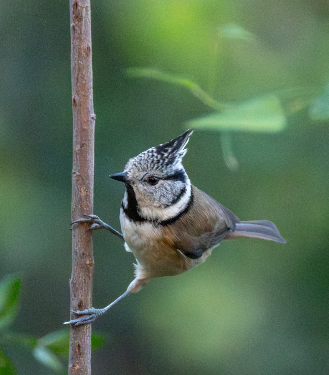 Haubenmeise - ML646505155