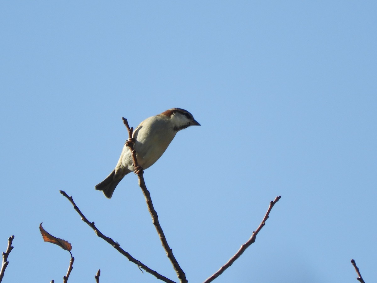 Russet Sparrow - ML646505156