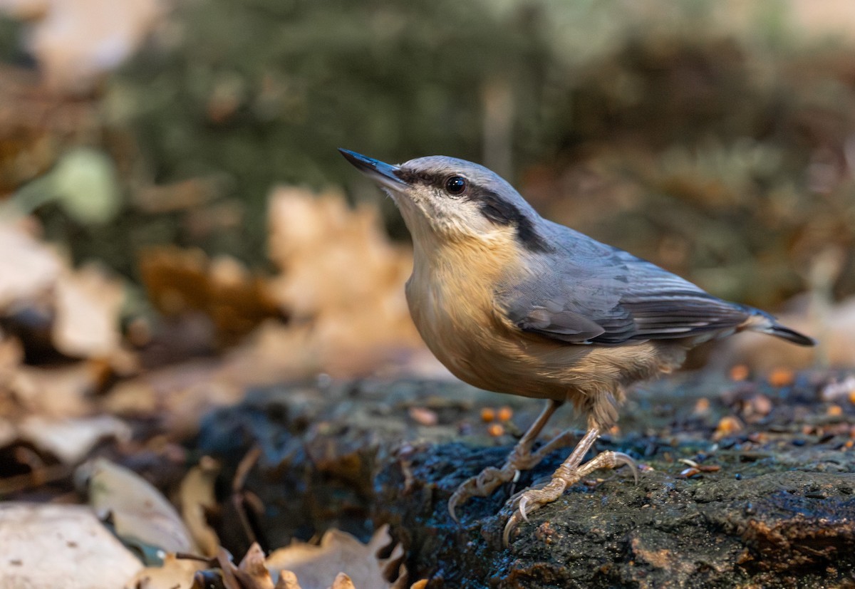 Kleiber - ML646505157