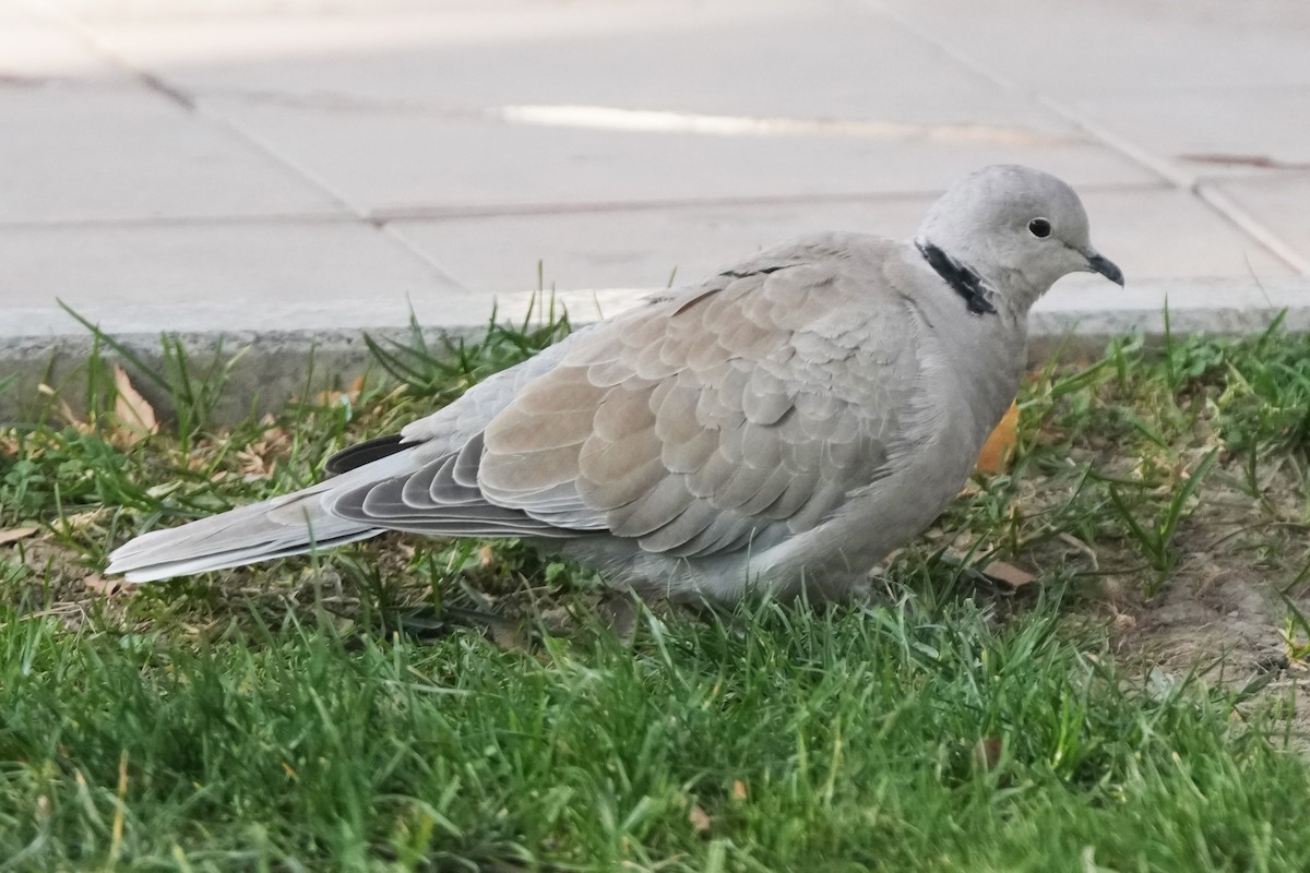 Кольчатая горлица - ML646505158