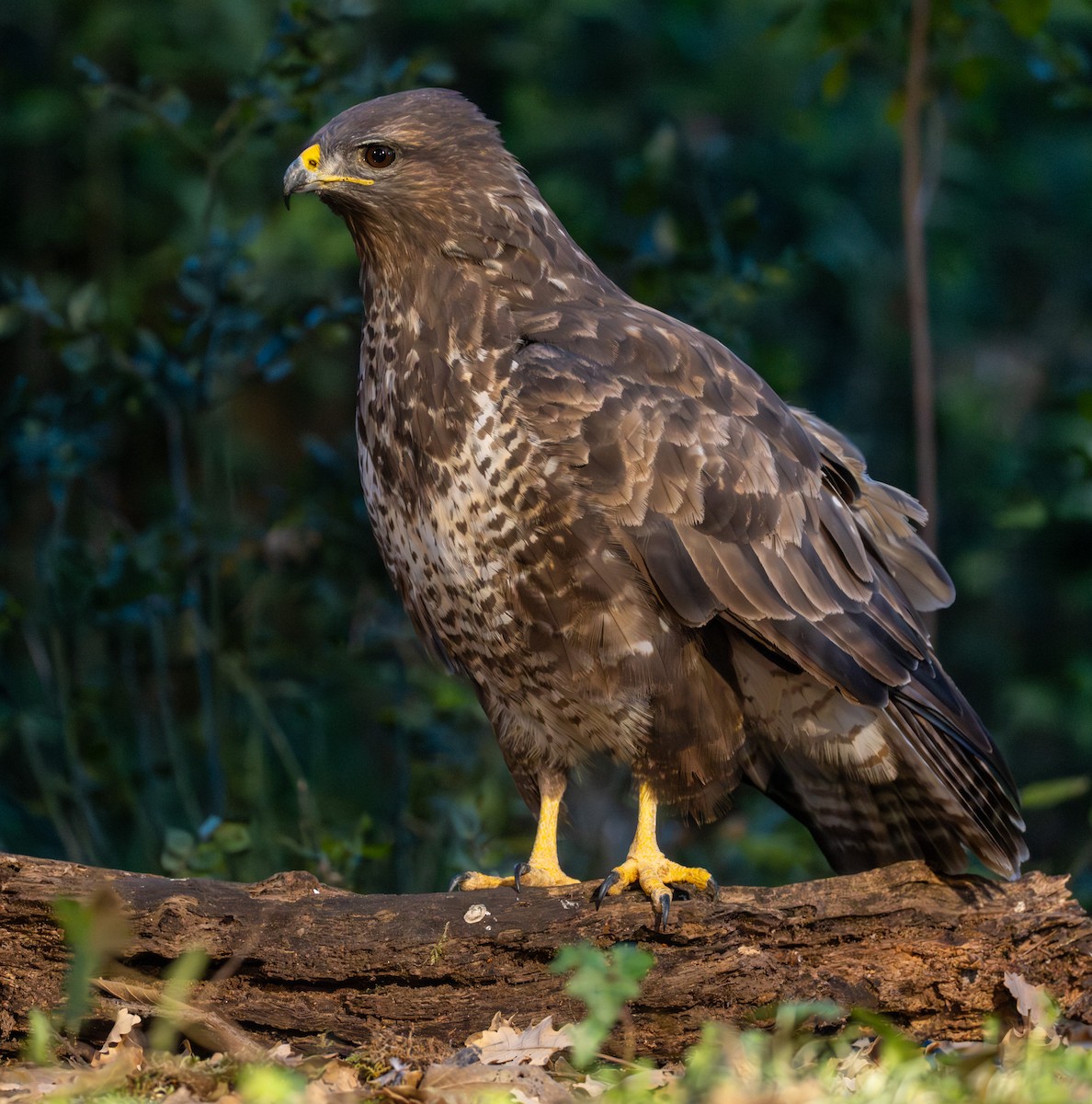 Канюк - ML646505159