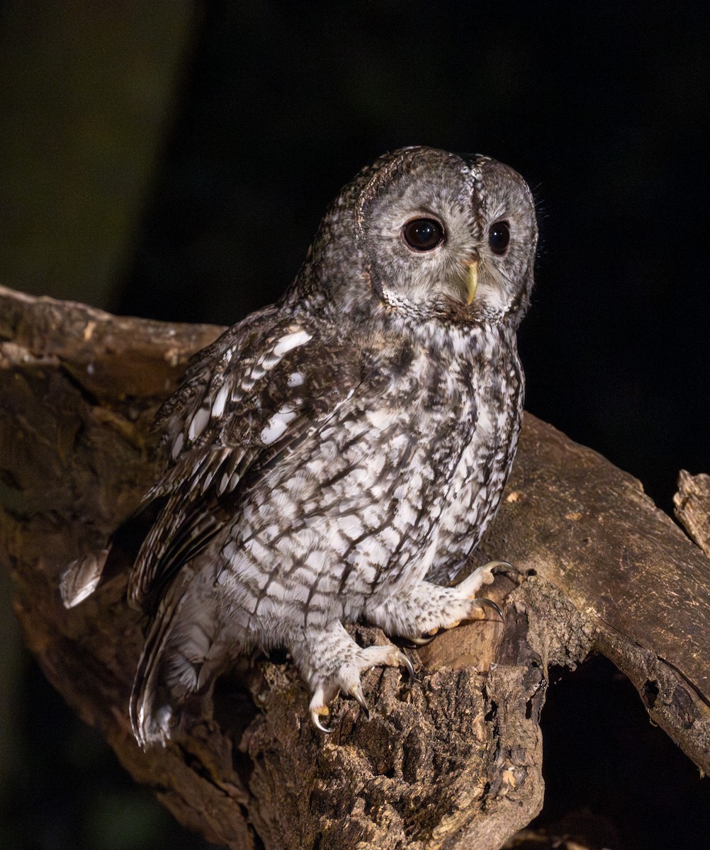 Серая неясыть - ML646505160