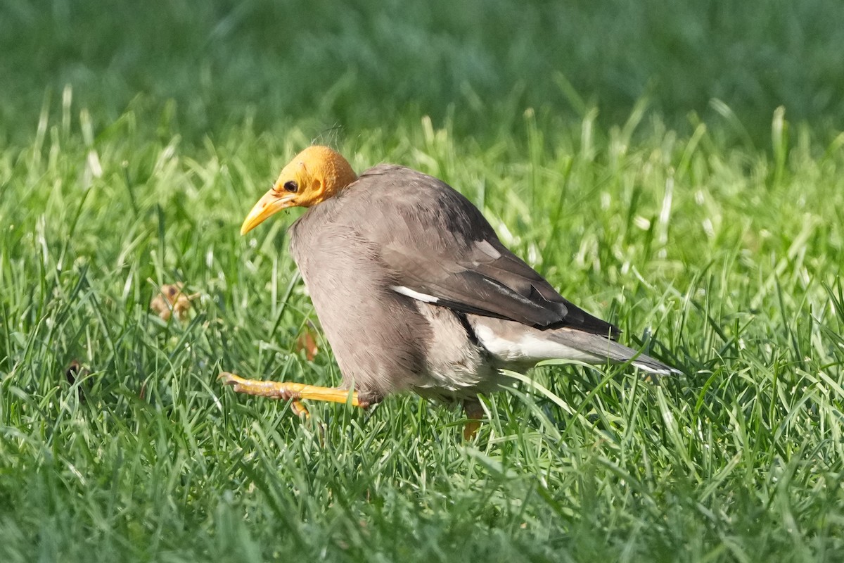 Майна - ML646505161