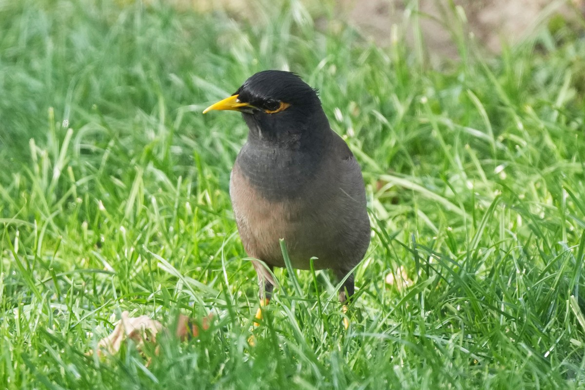 Майна - ML646505162