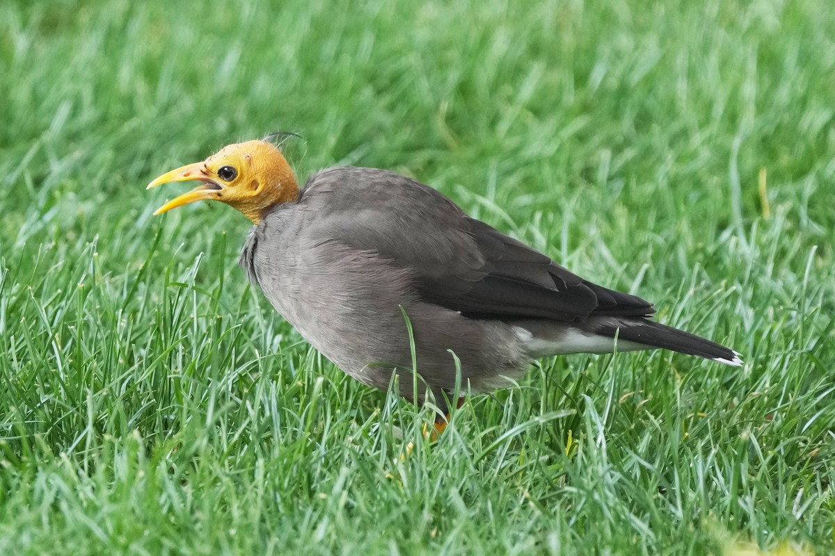 Майна - ML646505163