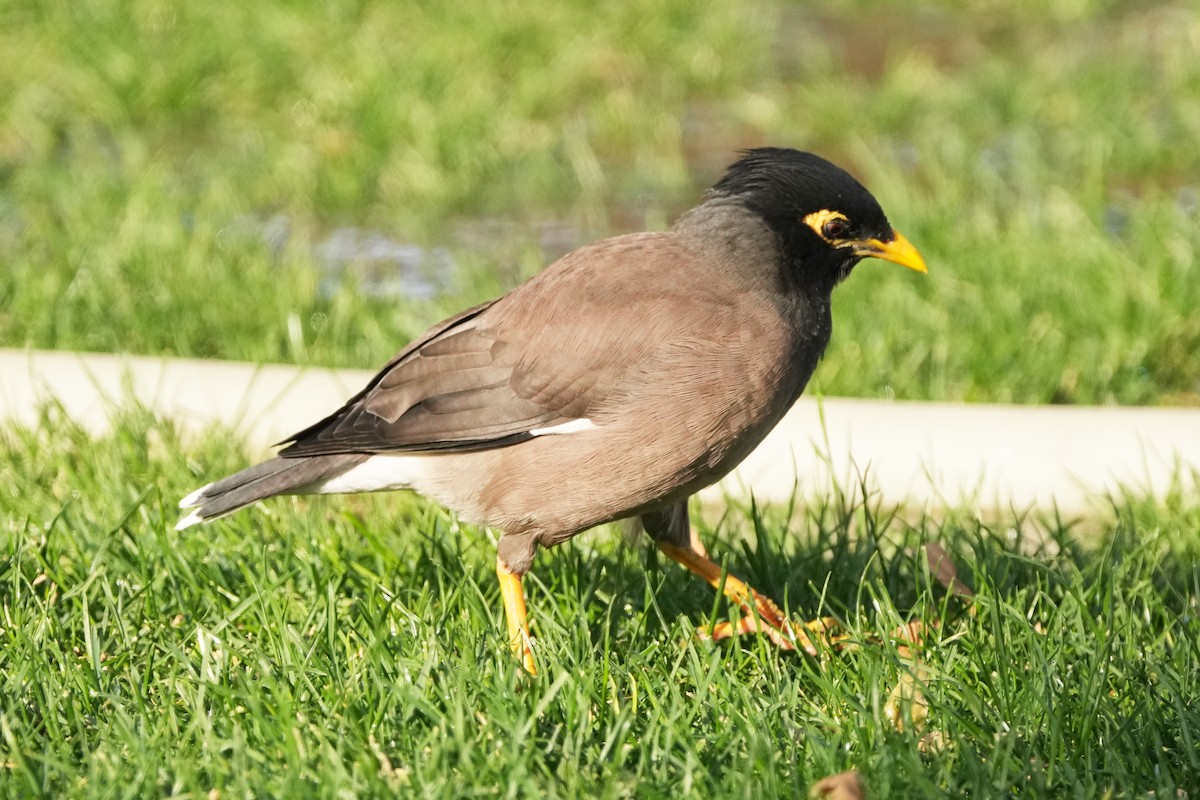 Майна - ML646505164