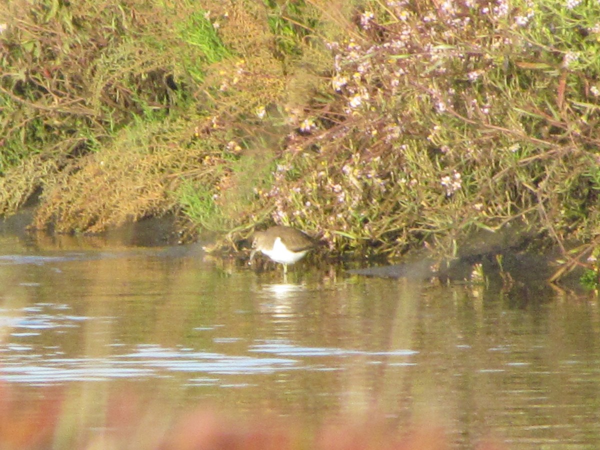 Перевозчик - ML646505165