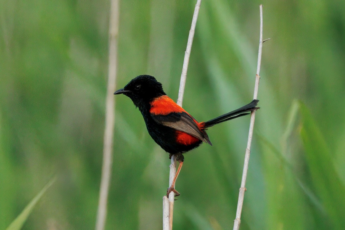 Чёрно-красный малюр - ML646505166