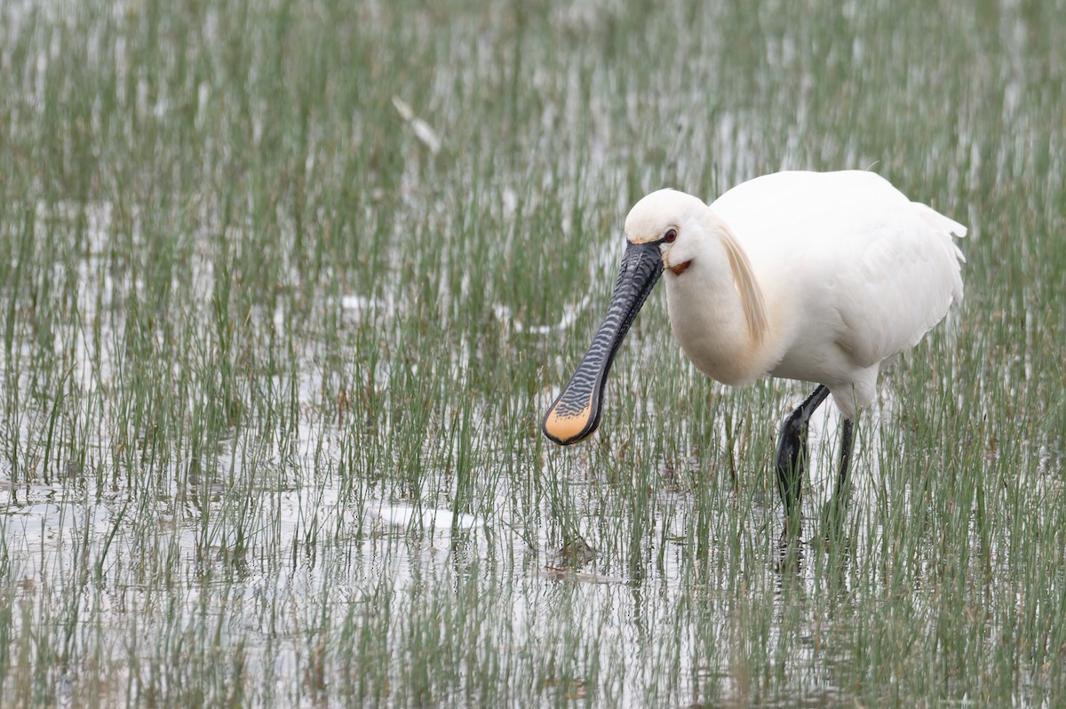 Колпица - ML646505167