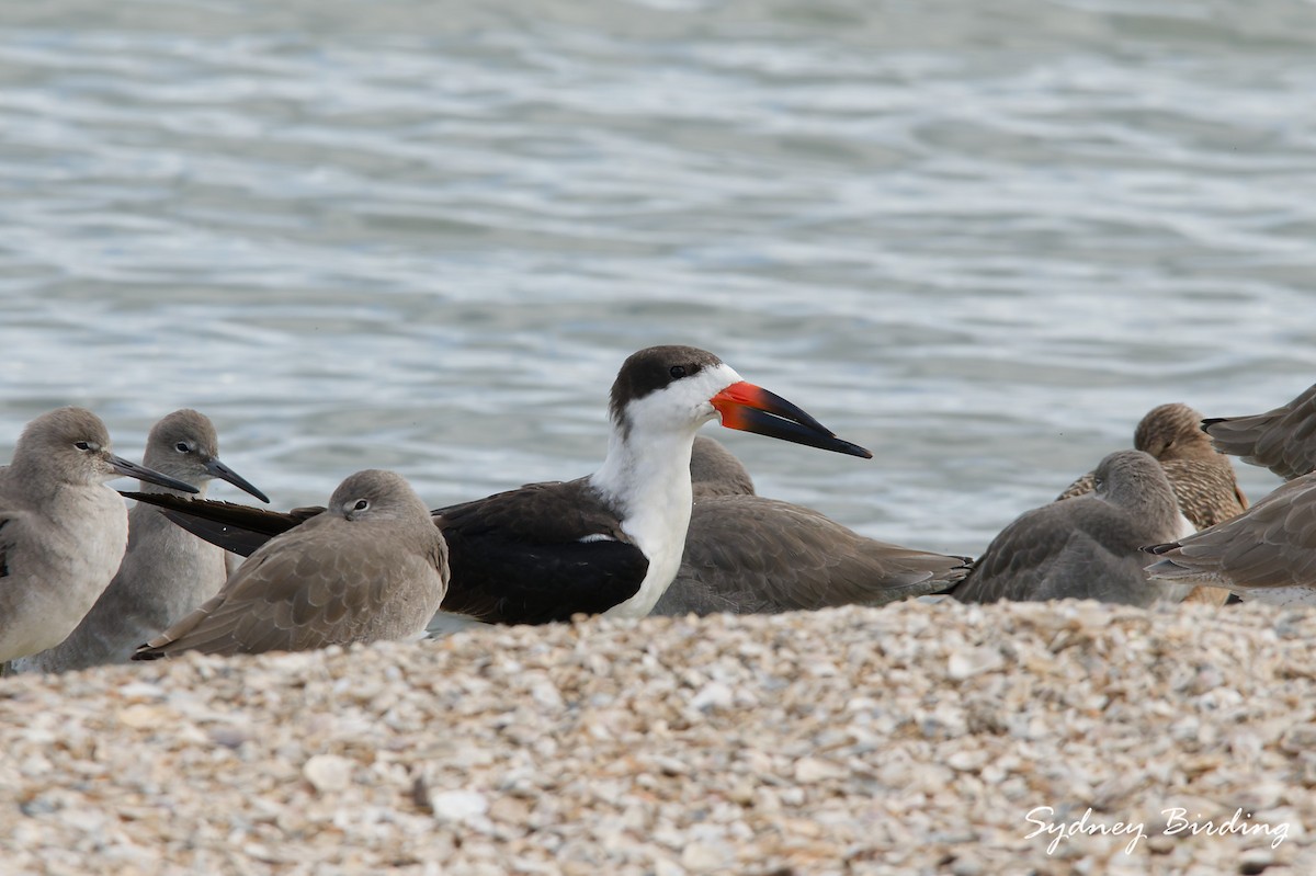 Чёрный водорез - ML646505168