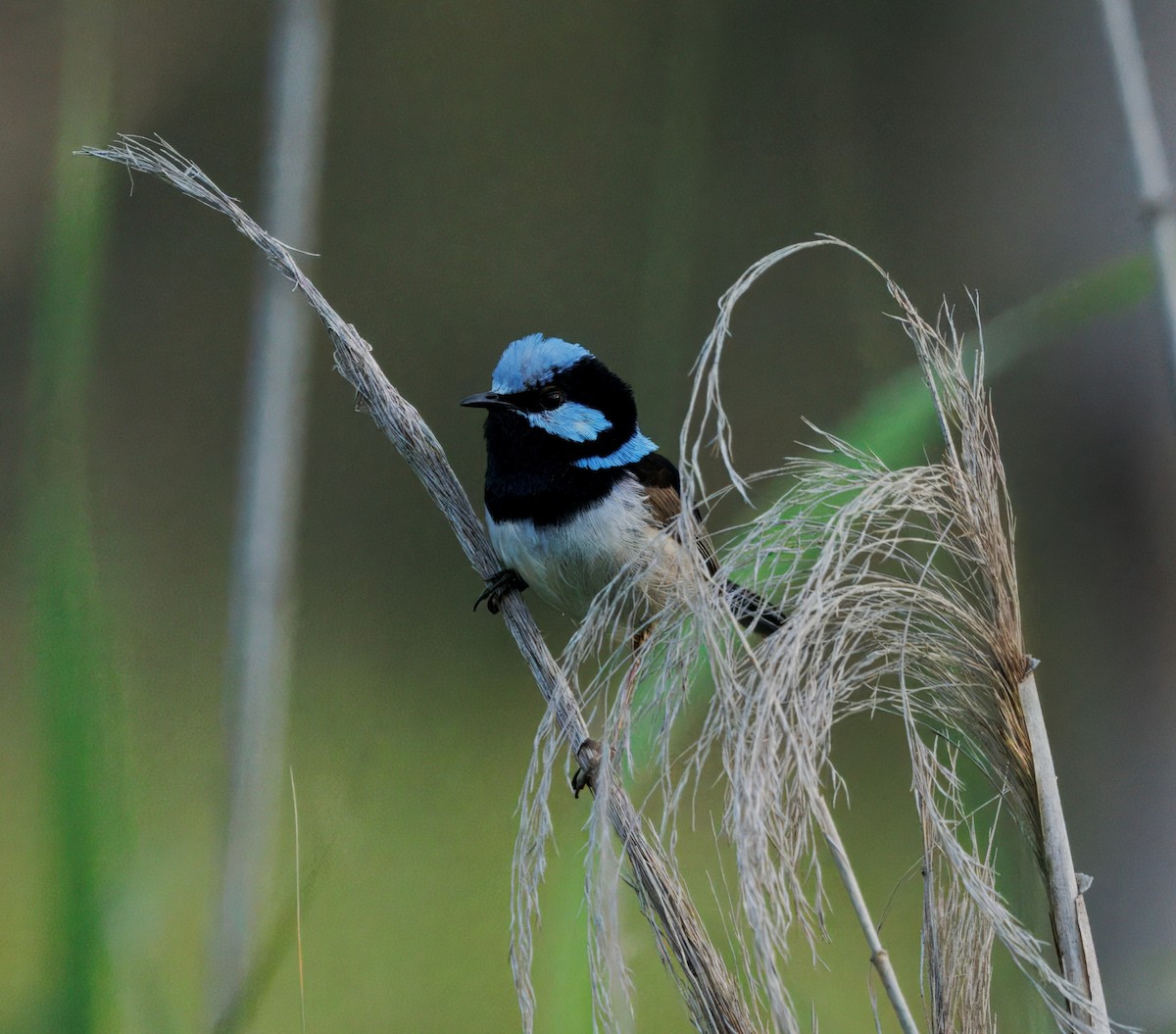 Великолепный малюр - ML646505169