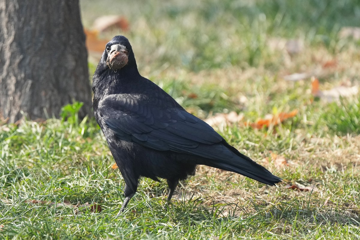 Грач - ML646505173