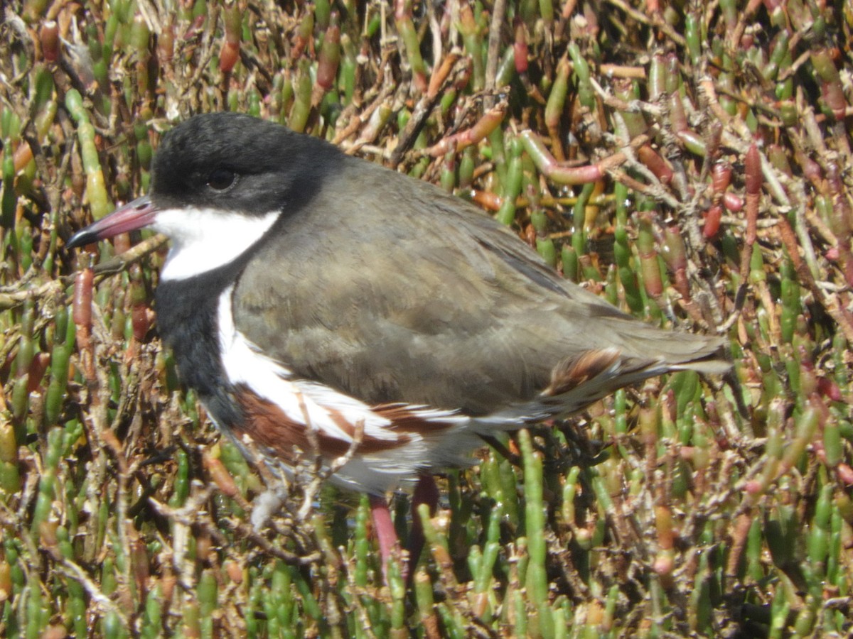 Red-kneed Dotterel - ML646505174