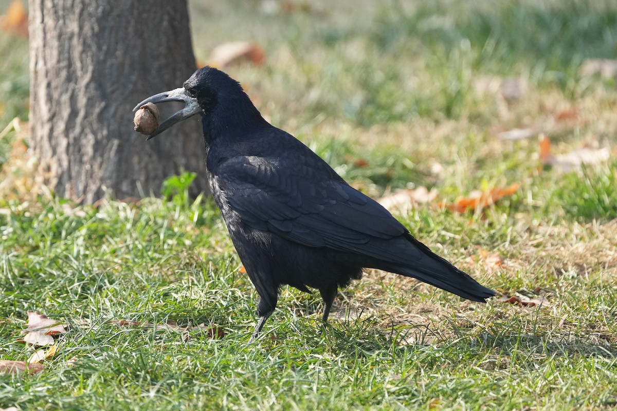 Грач - ML646505175