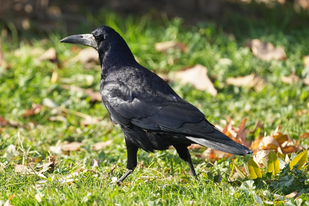 Грач - ML646505176