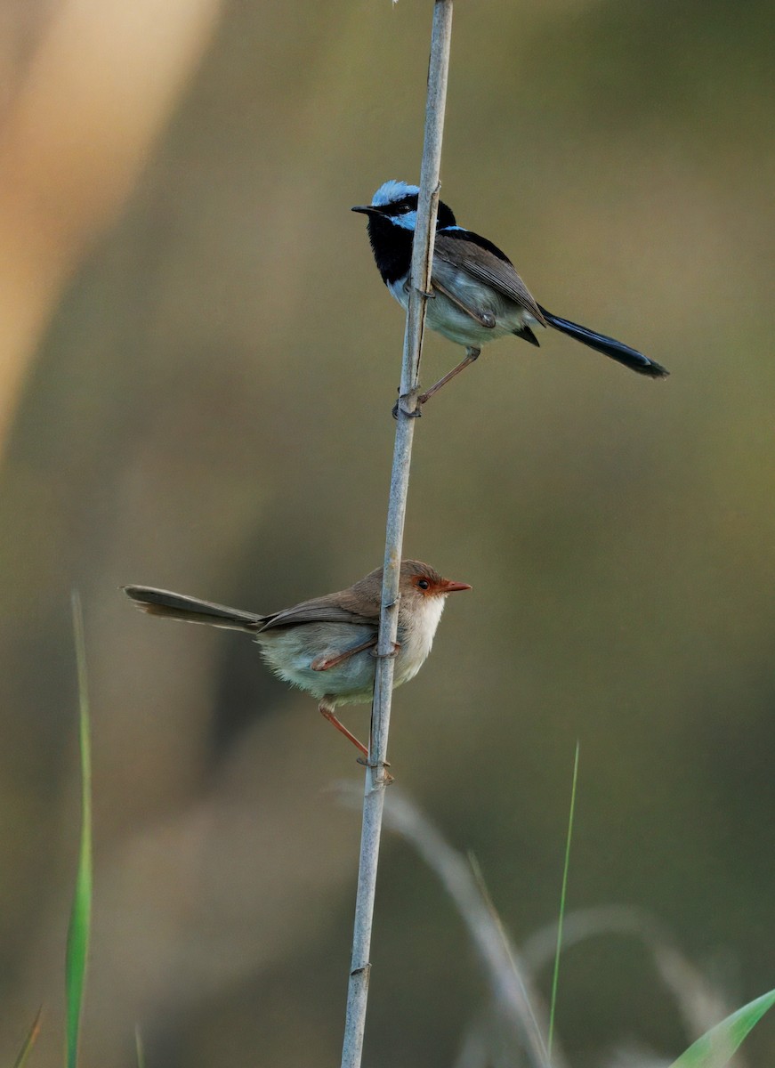 Великолепный малюр - ML646505177