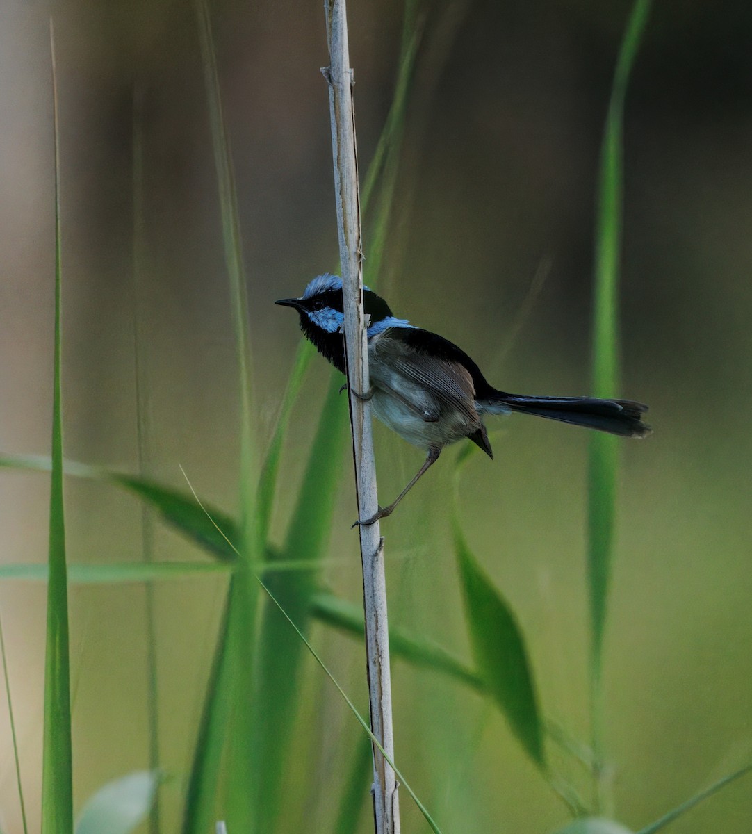 Великолепный малюр - ML646505178