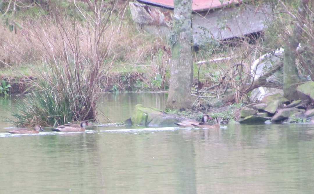 Бразильский чирок - ML646505180