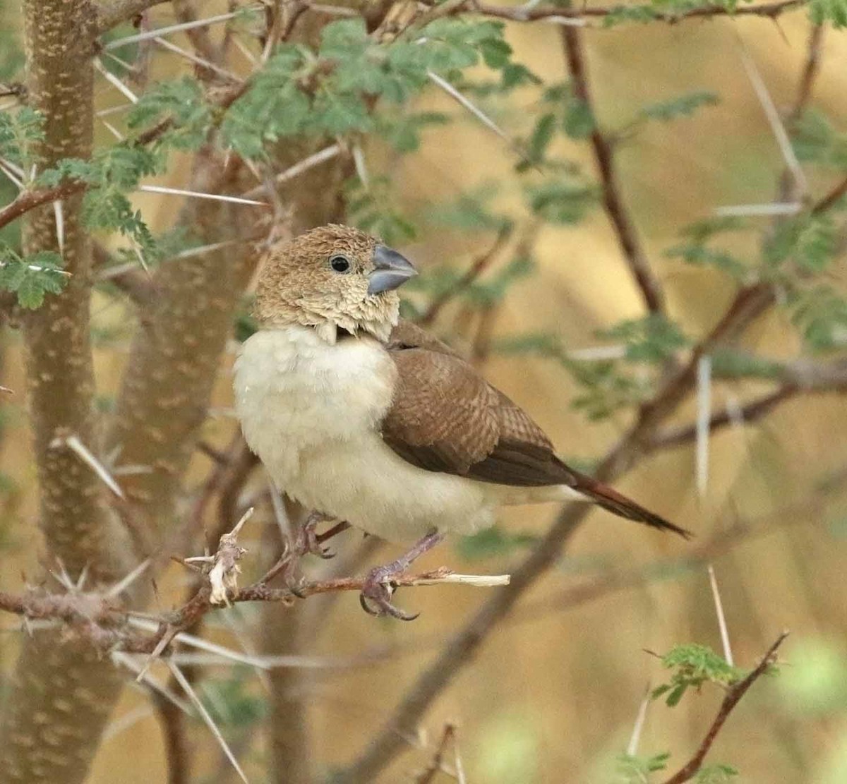 Серебряноклювая амадина - ML646505181