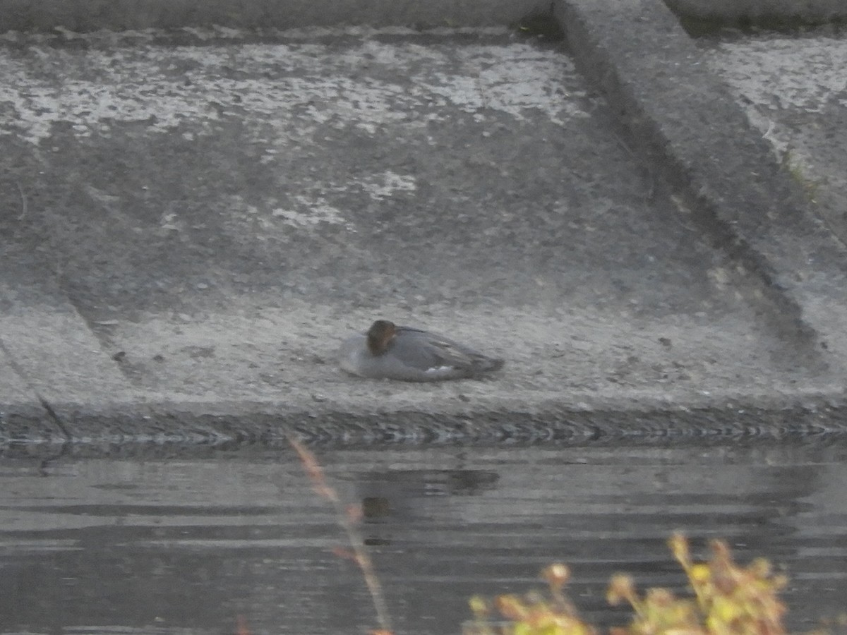 Большой крохаль - ML646505182