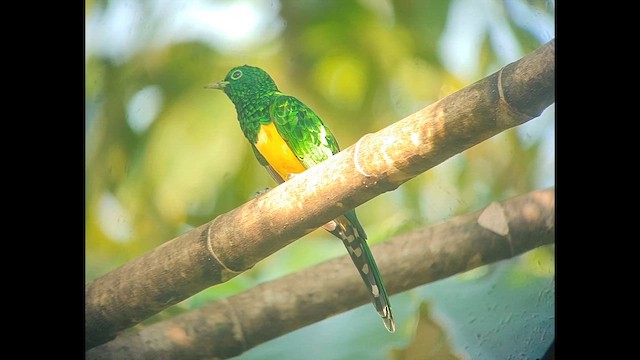 Желтобрюхая кукушка - ML646505183