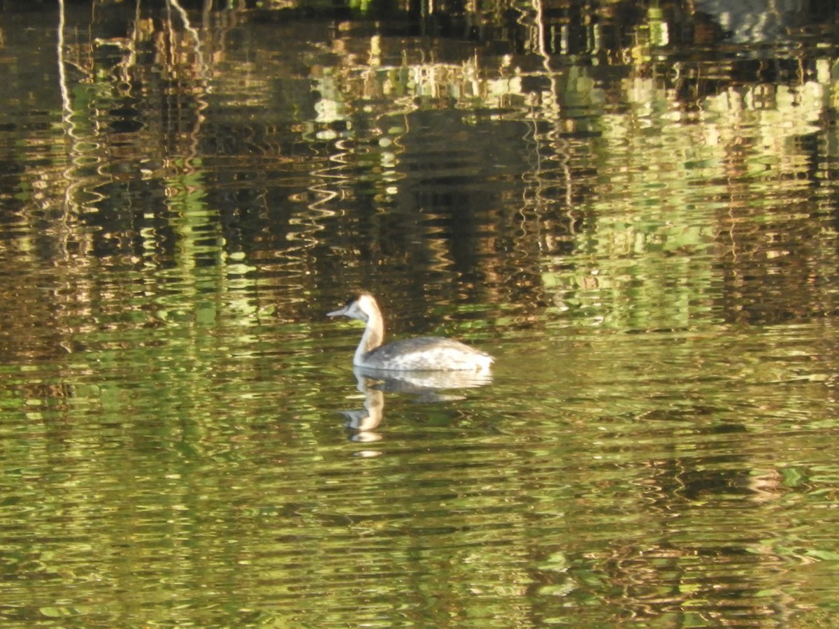 Чомга - ML646505184